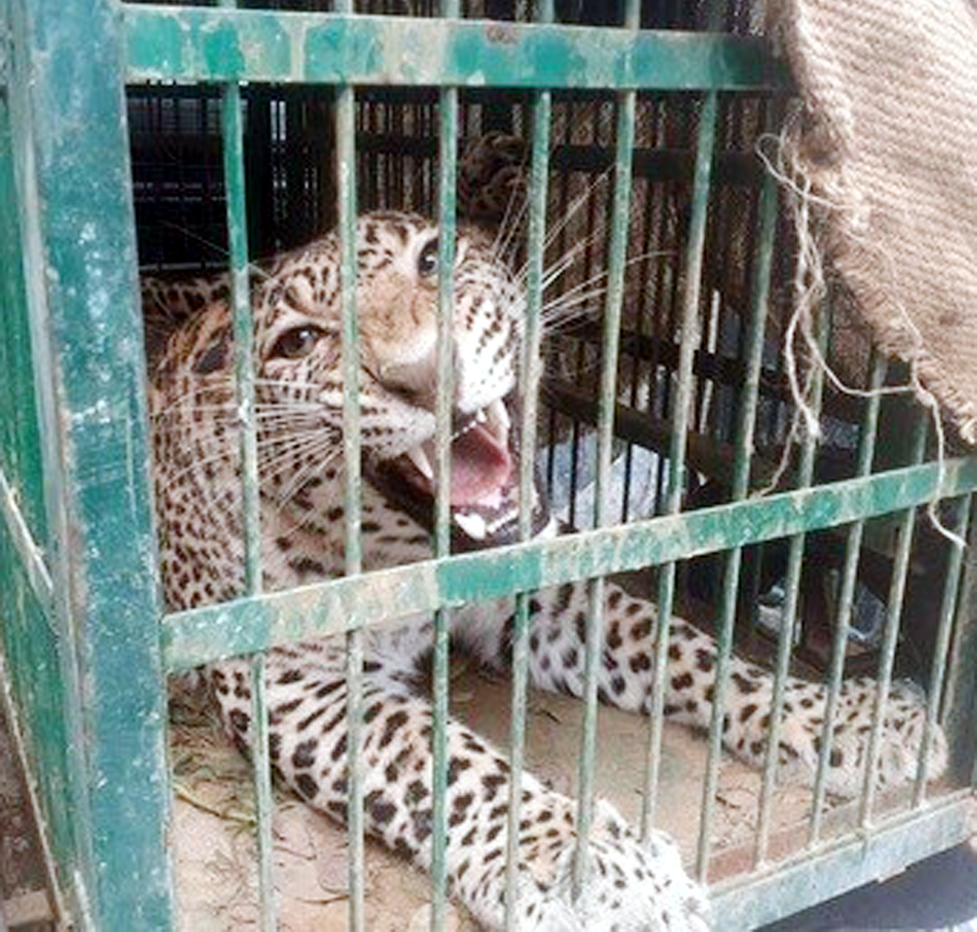 (Female Leopard captured in Silauti Pant Village